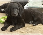 Puppy Baby girl pink Golden Retriever-Goldendoodle Mix
