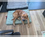 Small #1 Mastiff-Rhodesian Ridgeback Mix