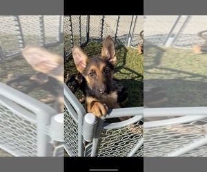 Bulldog Puppy for sale in BLISSFIELD, MI, USA