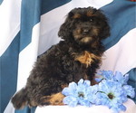 Small #4 Cavapoo