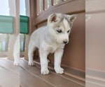 Small Photo #6 Siberian Husky Puppy For Sale in FLORA, IL, USA
