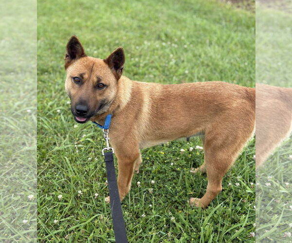 Medium Photo #10 Mutt Puppy For Sale in Princeton, MN, USA