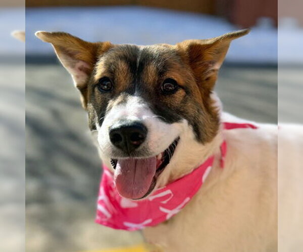 Medium Photo #13 German Shepherd Dog-Unknown Mix Puppy For Sale in Arlington, VA, USA