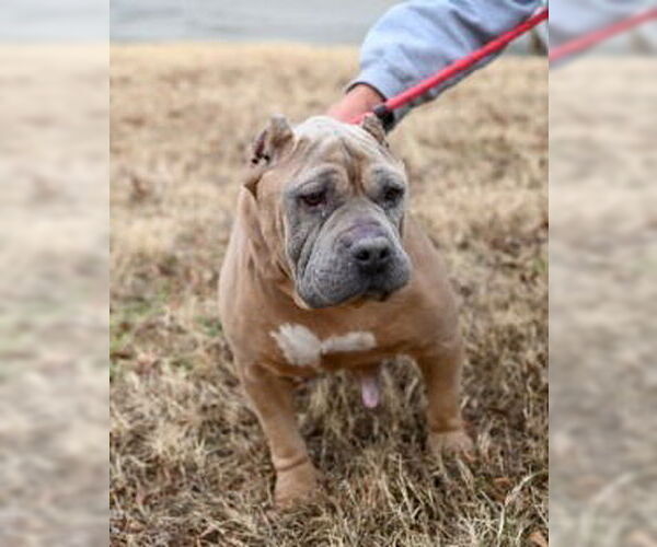 Medium Photo #4 Mutt Puppy For Sale in Glen Allen, VA, USA