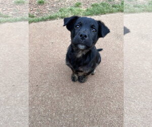 Mutt Dogs for adoption in Greenville, SC, USA
