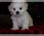 Small Photo #1 Mal-Shi-Malchi Mix Puppy For Sale in HARTFORD, AR, USA