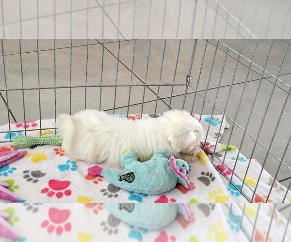 Medium Photo #8 Zuchon Puppy For Sale in ORO VALLEY, AZ, USA