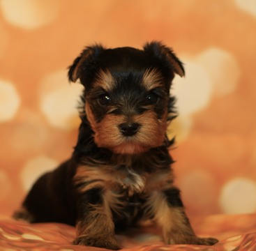 Medium Photo #1 Yorkshire Terrier Puppy For Sale in BATTLE GROUND, WA, USA