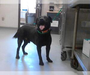 Medium Labrador Retriever Mix