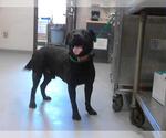 Small Labrador Retriever Mix