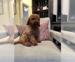 Small Photo #4 Cavapoo Puppy For Sale in LAS VEGAS, NV, USA