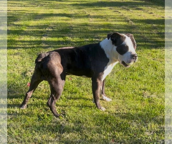 Medium Photo #3 Bulloxer Puppy For Sale in Lockport, NY, USA
