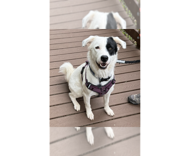 Medium Photo #9 Great Pyrenees-Unknown Mix Puppy For Sale in Greenbelt, MD, USA
