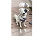 Small #8 Great Pyrenees Mix