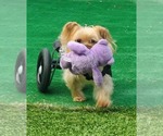 Small Photo #2 Mutt Puppy For Sale in Plantation, FL, USA