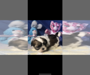 Shih Tzu Puppy for sale in HIALEAH, FL, USA