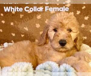 Goldendoodle Puppy for sale in VISALIA, CA, USA
