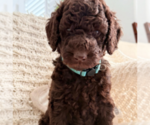 Small #4 Labradoodle mix (+ Poodle Standard)