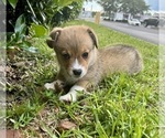 Puppy Puppy 3 Pembroke Welsh Corgi