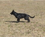 Small Photo #1 German Shepherd Dog Puppy For Sale in POWDER SPRINGS, GA, USA