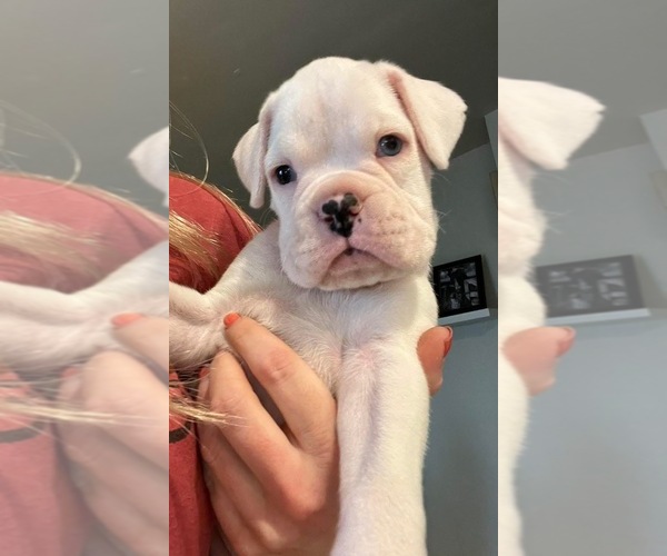 Medium Photo #1 Boxer Puppy For Sale in VICTORIA, TX, USA