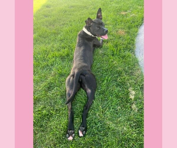 Medium Photo #35 Mutt Puppy For Sale in Fargo, ND, USA