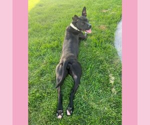 Persephone - Female Mutt Dog for Adoption - Photo #35