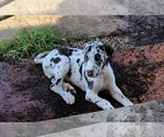 Small Photo #1 Irish Dane Puppy For Sale in WOLFE CITY, TX, USA