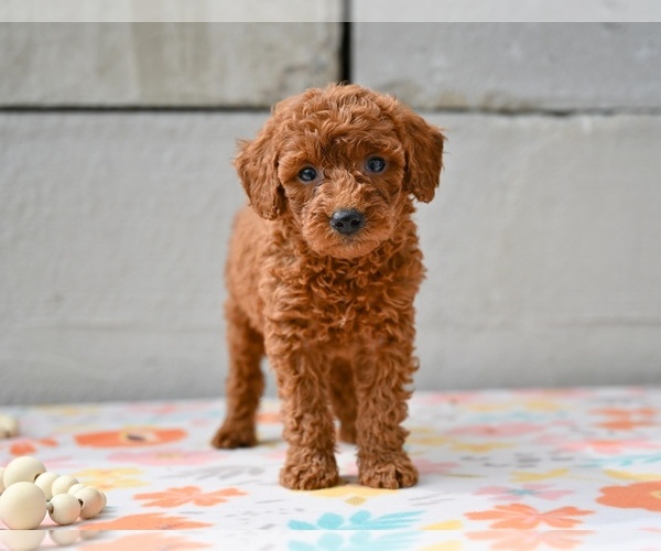 Medium Photo #2 Poodle (Miniature) Puppy For Sale in MILLERSBURG, OH, USA