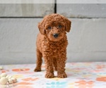 Small #1 Poodle (Miniature)