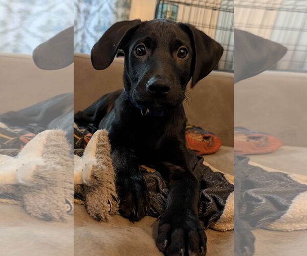 Medium Photo #7 Labrador Retriever-Unknown Mix Puppy For Sale in SHERBURNE, NY, USA