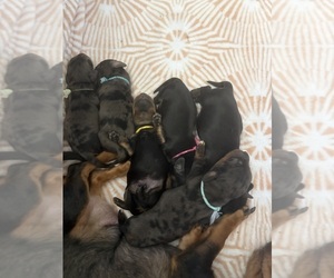 Dachshund Puppy for sale in HATBORO, PA, USA