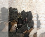 Small Dachshund