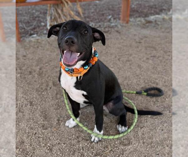 Medium Photo #2 Mutt Puppy For Sale in Modesto, CA, USA