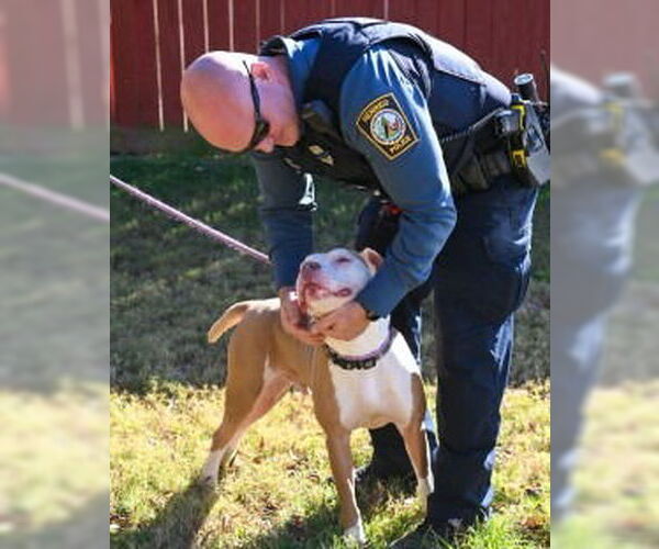 Medium Photo #12 Mutt Puppy For Sale in Glen Allen, VA, USA