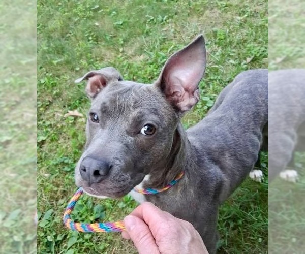 Medium Photo #1 American Pit Bull Terrier-Unknown Mix Puppy For Sale in Germantown, OH, USA