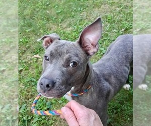 American Pit Bull Terrier-Unknown Mix Dogs for adoption in Germantown, OH, USA