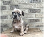 Small #3 French Bulldog