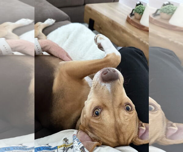 Medium Photo #3 Bulldog-Unknown Mix Puppy For Sale in Tarrytown, GA, USA