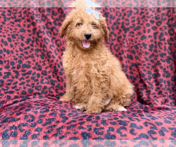 Medium Photo #1 Goldendoodle (Miniature) Puppy For Sale in LAKELAND, FL, USA