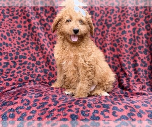 Goldendoodle (Miniature) Puppy for sale in LAKELAND, FL, USA