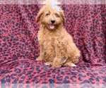 Image preview for Ad Listing. Nickname: Darcy