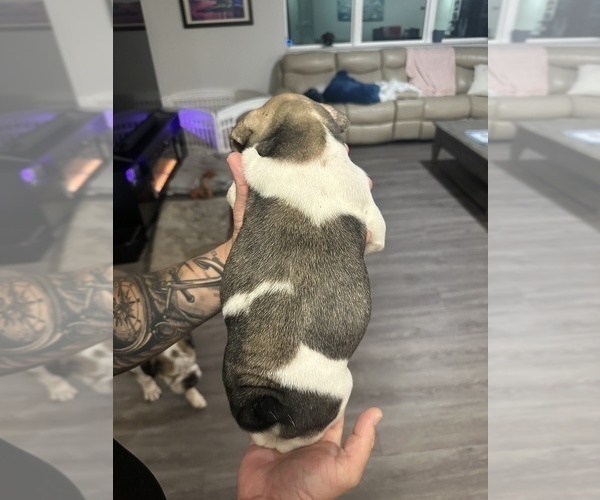 Medium Photo #11 English Bulldog Puppy For Sale in WEEKI WACHEE, FL, USA