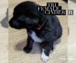 Image preview for Ad Listing. Nickname: Cinder