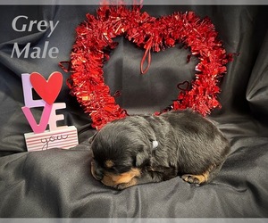 Rottweiler Puppy for sale in BERNVILLE, PA, USA