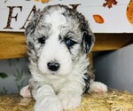 Puppy Lagos Sheepadoodle