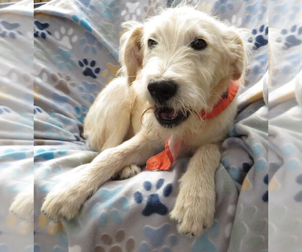 Medium Photo #3 Golden Retriever-Unknown Mix Puppy For Sale in Grovertown, IN, USA