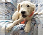 Small #2 Golden Retriever Mix