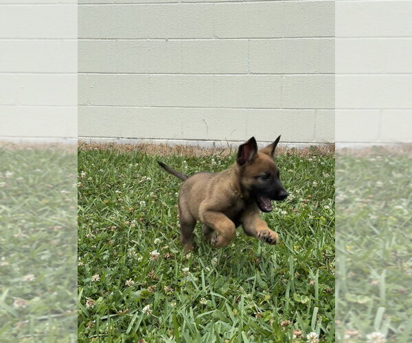 Medium Photo #4 Mutt Puppy For Sale in Imlay City, MI, USA