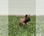 Small #3 Mutt